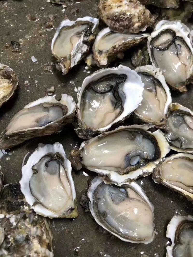 包邮生蚝肉，大个头现开现发，可批发包邮到家！精选非通货