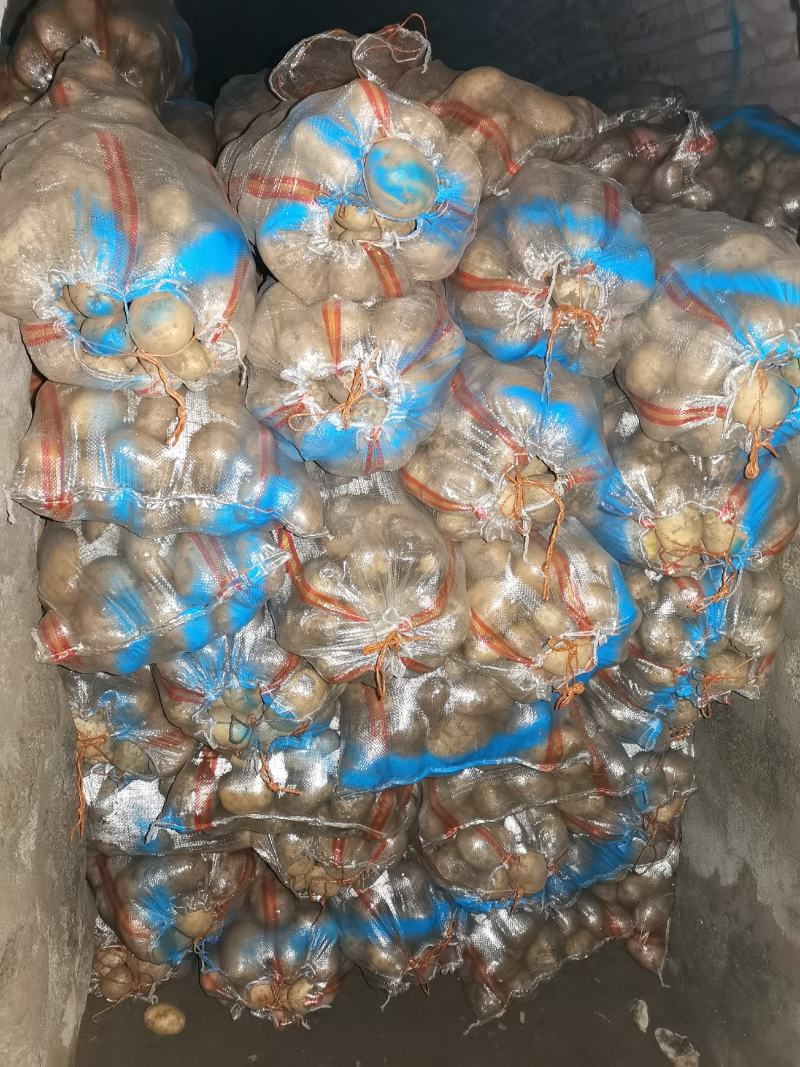 内蒙古土豆精品大量出货