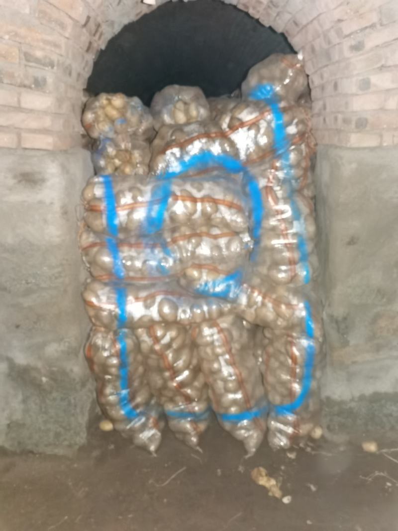 内蒙古土豆精品大量出货