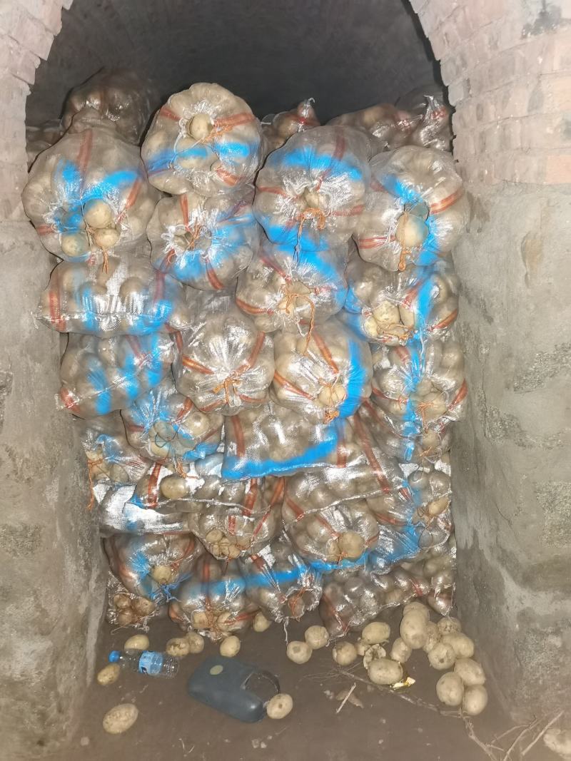 内蒙古土豆精品大量出货
