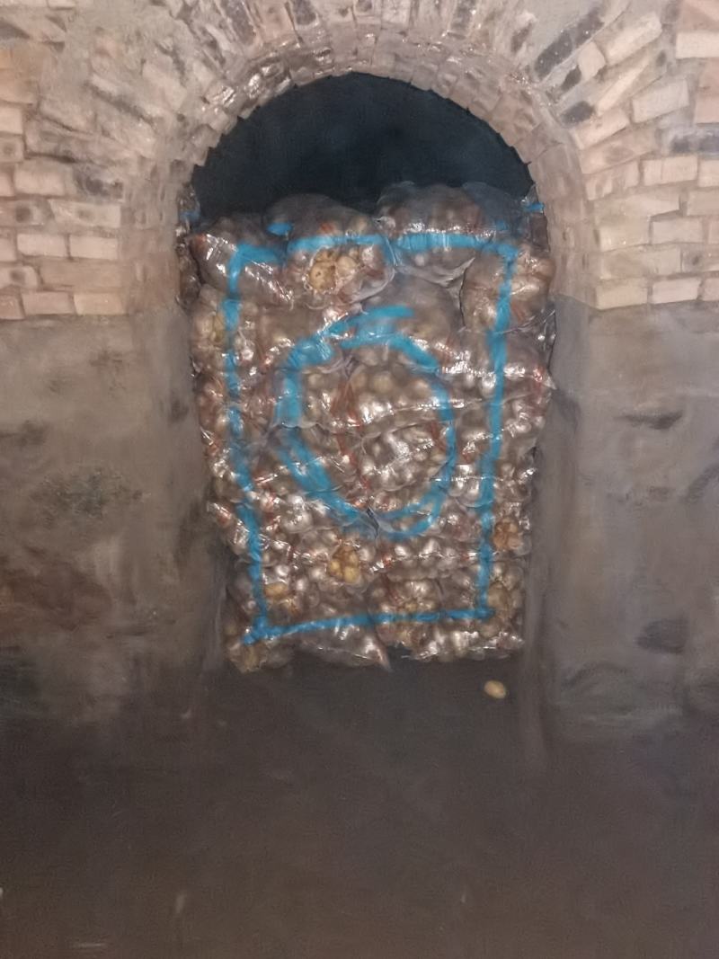 内蒙古土豆精品大量出货