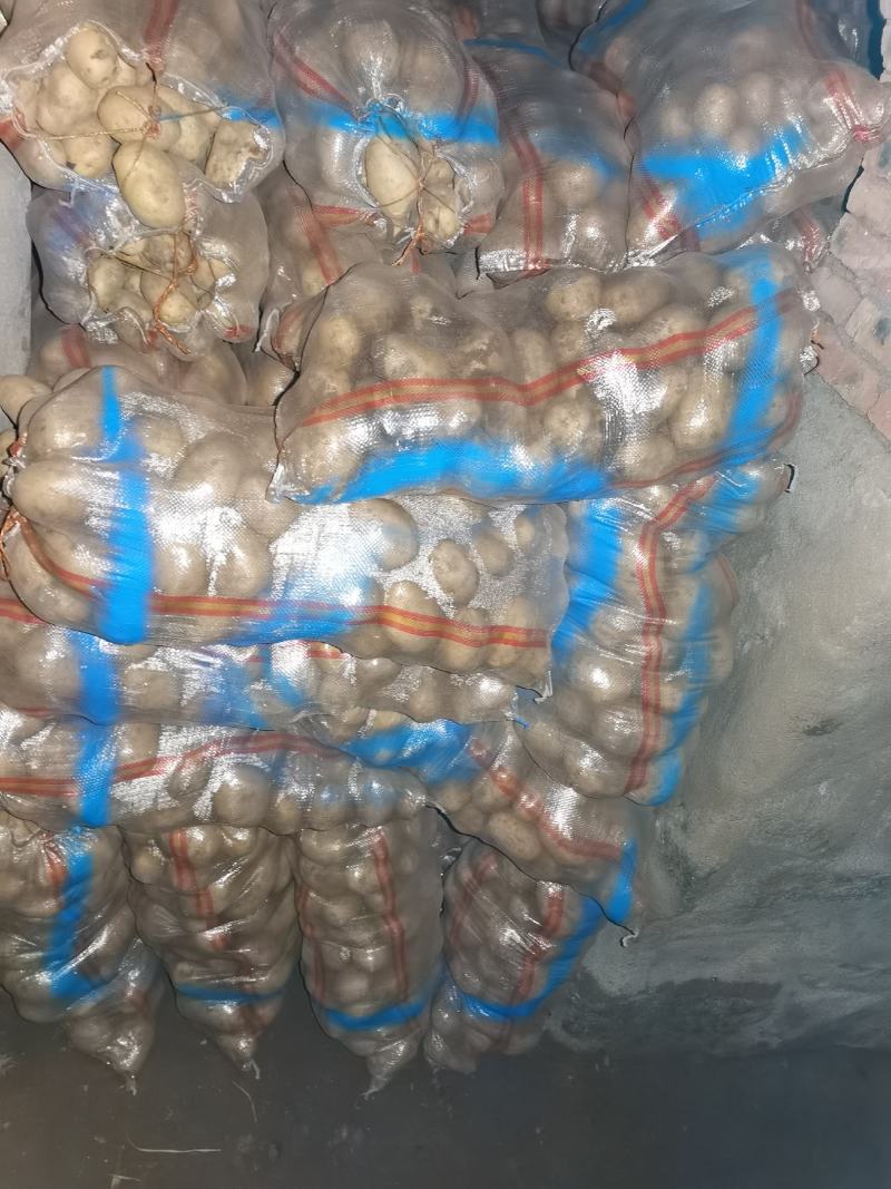 内蒙古土豆精品大量出货