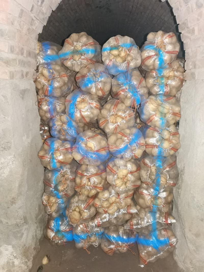 内蒙古土豆精品大量出货