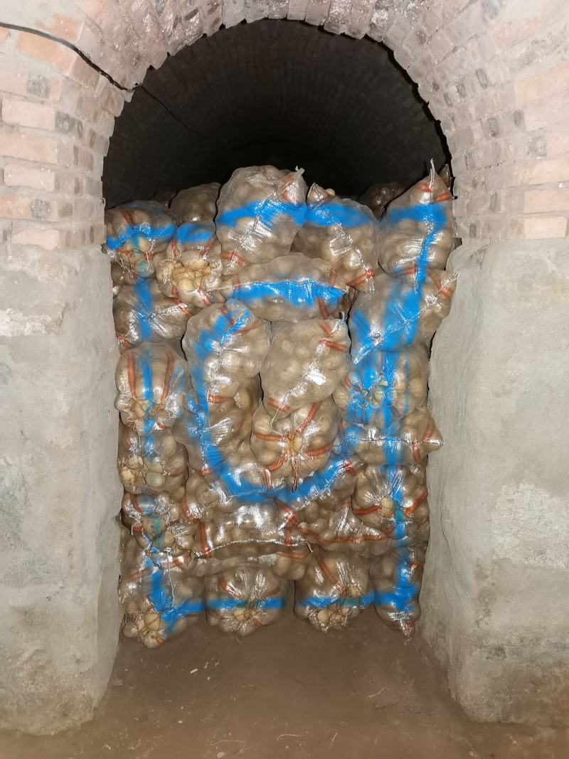 内蒙古土豆精品大量出货