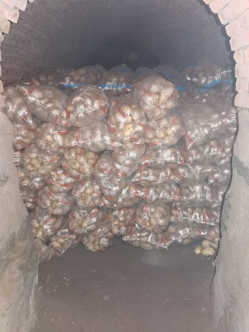 内蒙古土豆精品大量出货