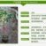 桂花树苗盆栽地栽金桂花卉浓香型嫁接庭院四季开花丹桂日香桂