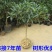 桂花树苗盆栽地栽金桂花卉浓香型嫁接庭院四季开花丹桂日香桂