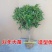 桂花树苗盆栽地栽金桂花卉浓香型嫁接庭院四季开花丹桂日香桂