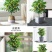 桂花树苗盆栽地栽金桂花卉浓香型嫁接庭院四季开花丹桂日香桂