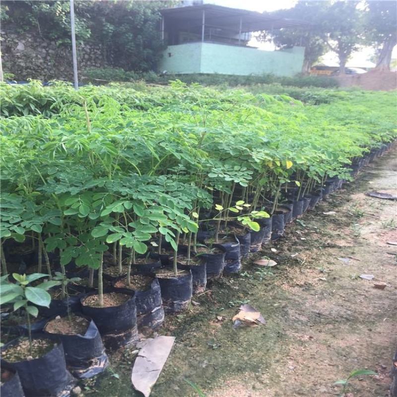 辣木树树苗神奇食用辣木苗正宗印度辣木树盆栽辣木籽树苗