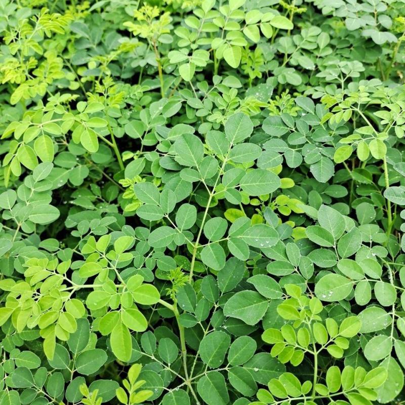 辣木树树苗神奇食用辣木苗正宗印度辣木树盆栽辣木籽树苗