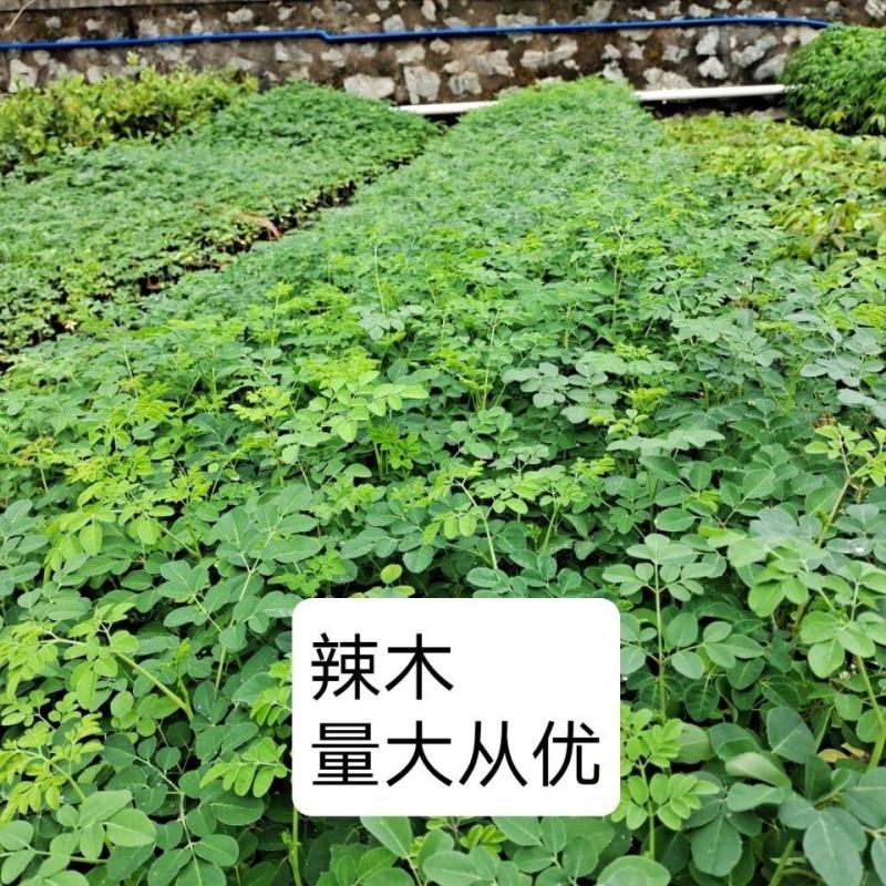 辣木树树苗神奇食用辣木苗正宗印度辣木树盆栽辣木籽树苗