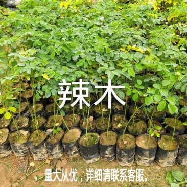 辣木树树苗神奇食用辣木苗正宗印度辣木树盆栽辣木籽树苗