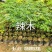 辣木树树苗神奇食用辣木苗正宗印度辣木树盆栽辣木籽树苗