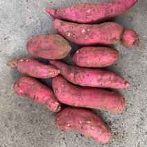 西瓜红蜜薯大量上市，便宜卖。