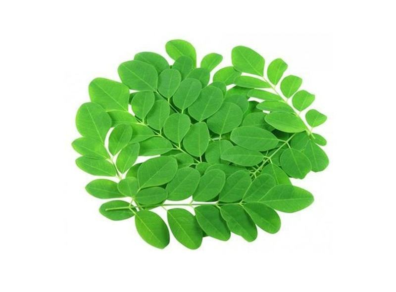 辣木树树苗神奇食用辣木苗正宗印度辣木树盆栽辣木籽树苗