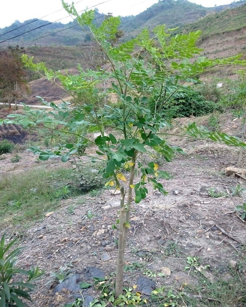 辣木树树苗神奇食用辣木苗正宗印度辣木树盆栽辣木籽树苗