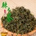 辣木树树苗神奇食用辣木苗正宗印度辣木树盆栽辣木籽树苗