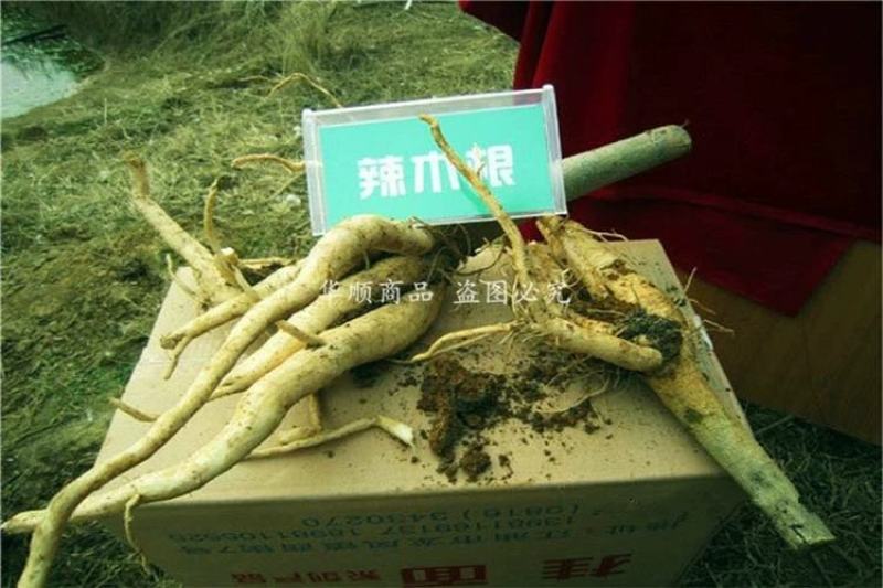 辣木树树苗神奇食用辣木苗正宗印度辣木树盆栽辣木籽树苗