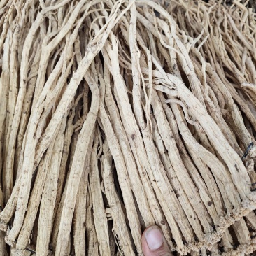 无硫党参条可供切好的大条党参级别