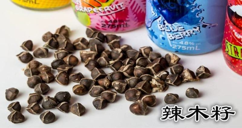 辣木树树苗神奇食用辣木苗正宗印度辣木树盆栽辣木籽树苗