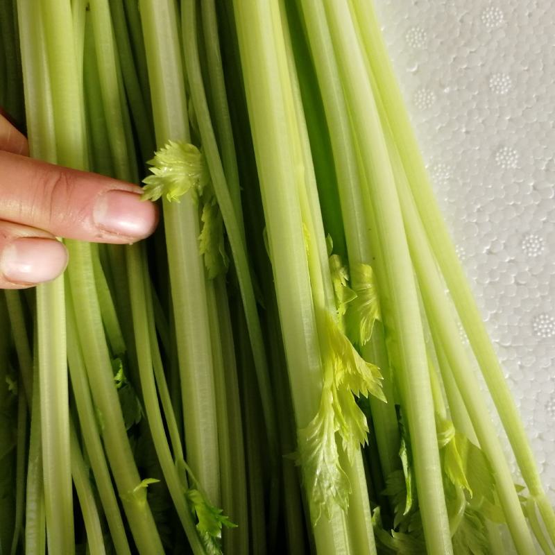 【精选】芹菜香芹邯郸香芹百万亩基地直销直供商超