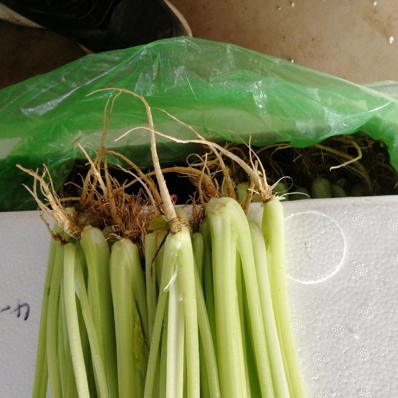 【精选】芹菜香芹邯郸香芹百万亩基地直销直供商超