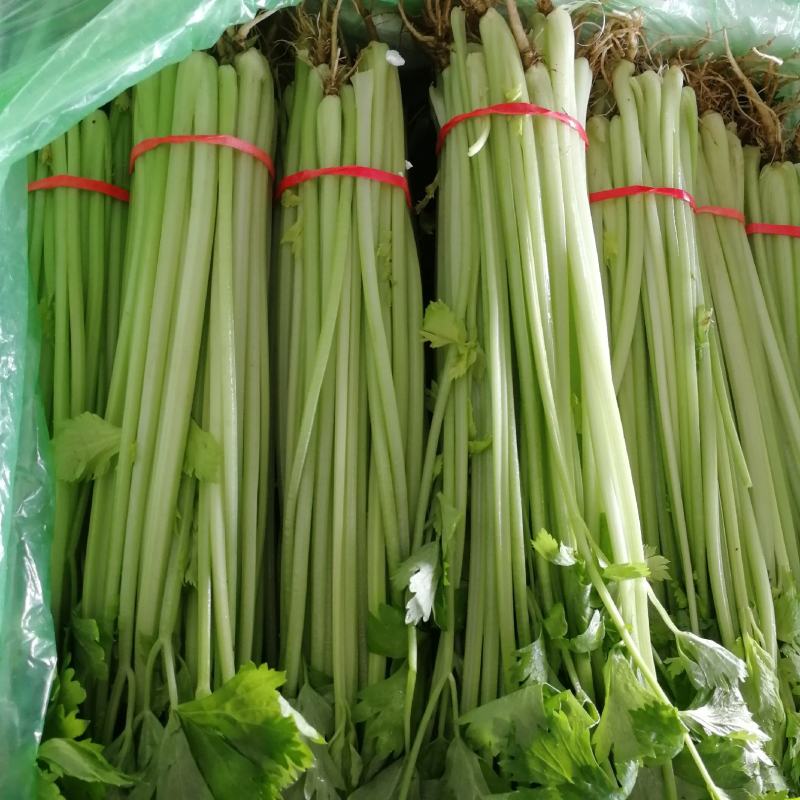 【精选】芹菜香芹邯郸香芹百万亩基地直销直供商超