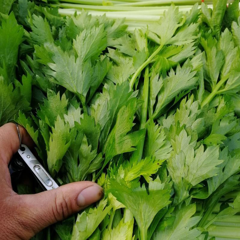【精选】芹菜香芹邯郸香芹百万亩基地直销直供商超