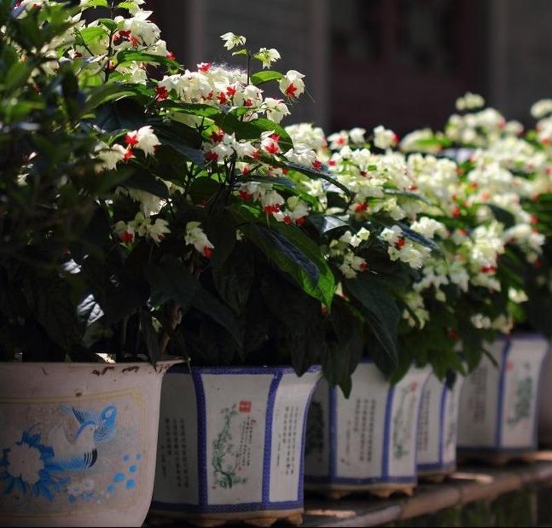 龙吐珠花盆栽花卉观花植物室内花客厅吸甲醛四季开花发货