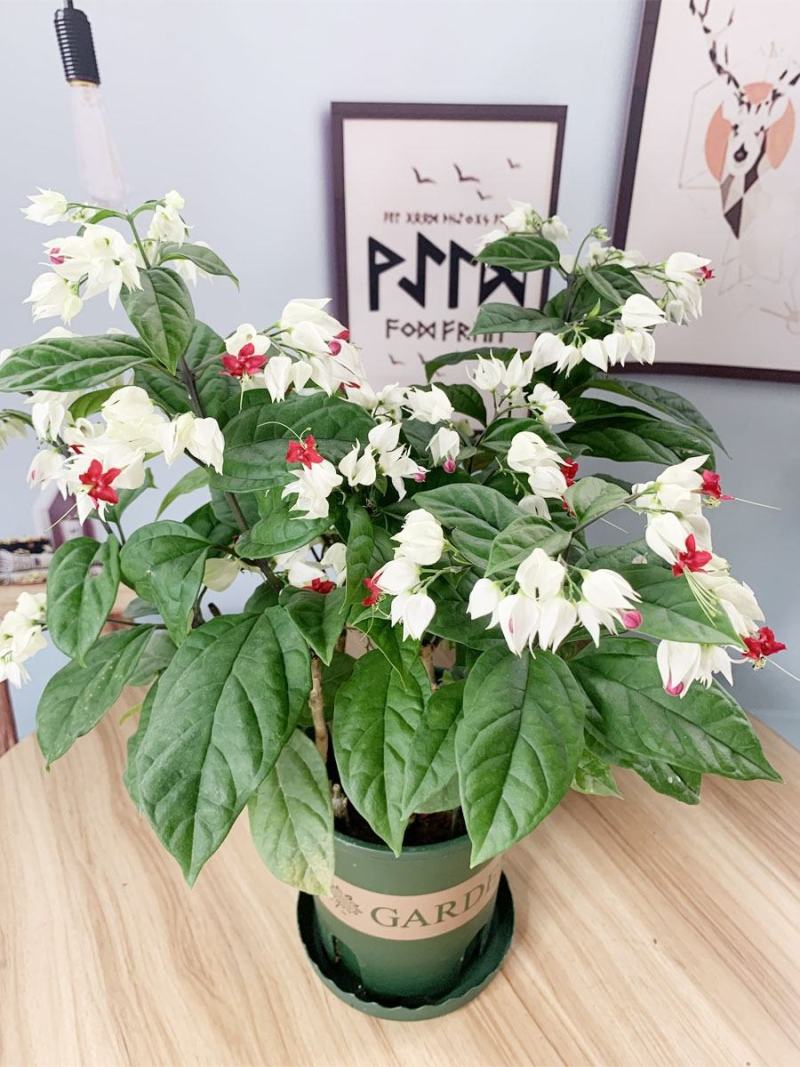 龙吐珠花盆栽花卉观花植物室内花客厅吸甲醛四季开花发货