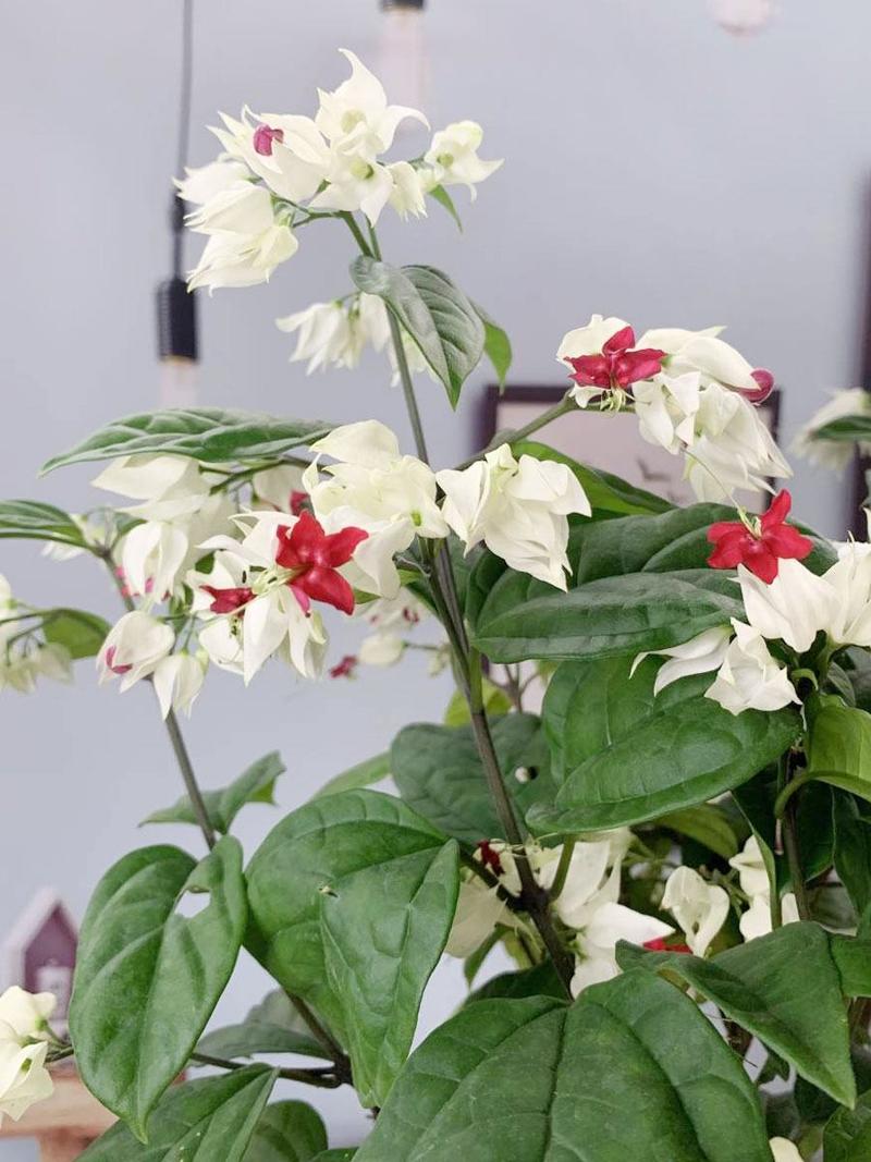 龙吐珠花盆栽花卉观花植物室内花客厅吸甲醛四季开花发货