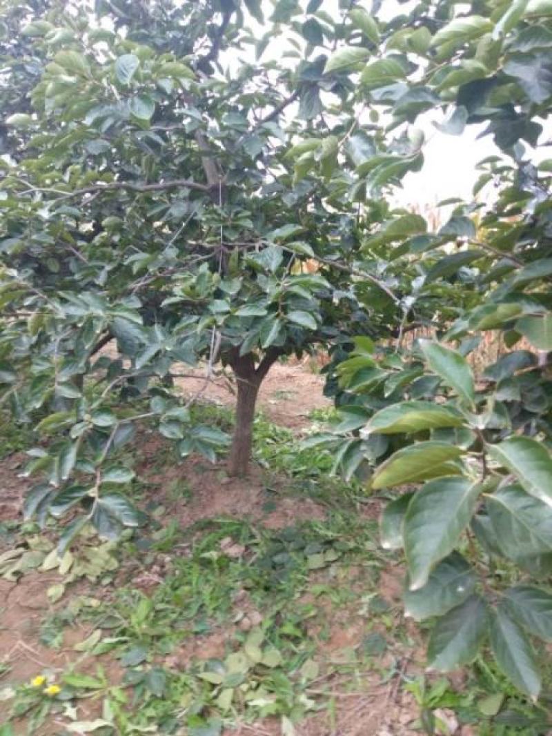 山西运城柿子树基地