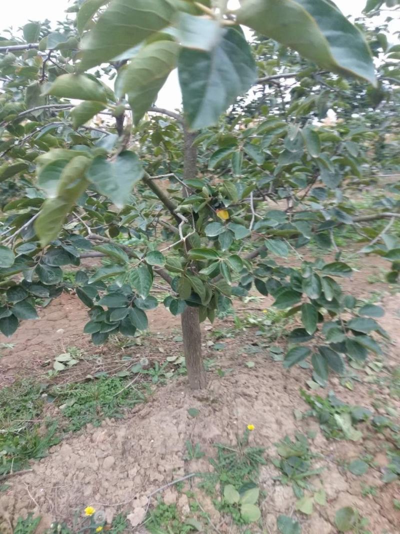 山西运城柿子树基地