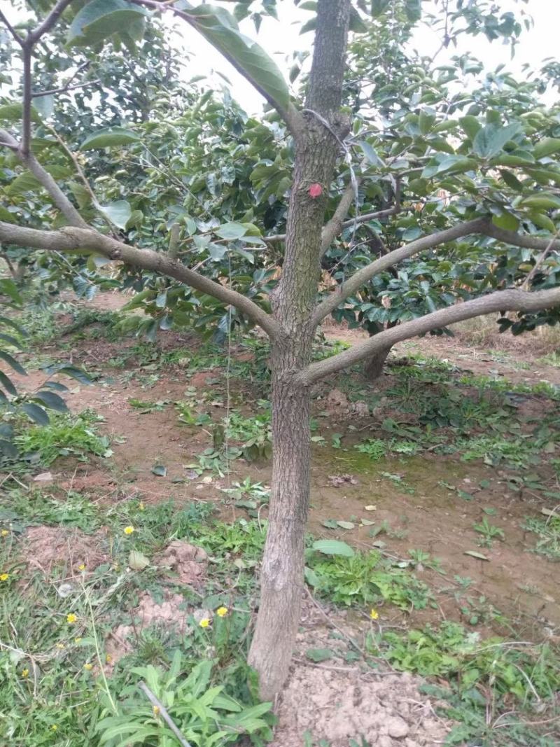 山西运城柿子树基地