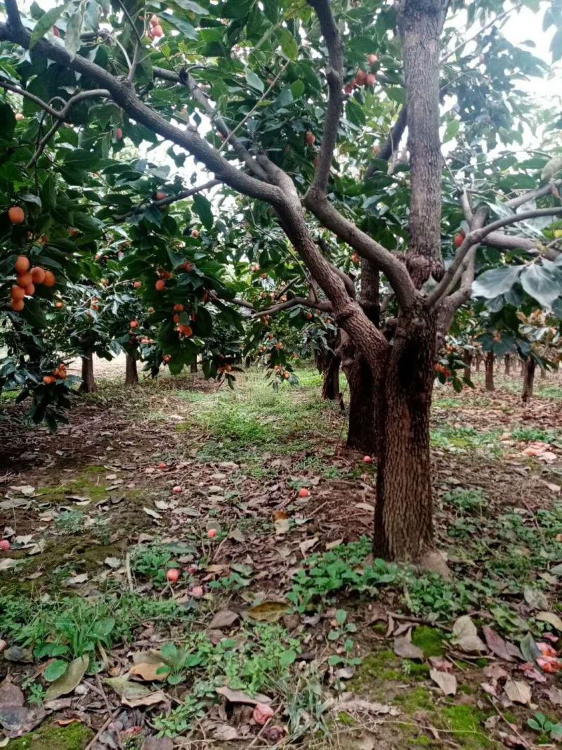 山西运城柿子树基地