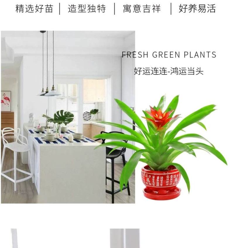 鸿运当头盆栽四季花卉小红星绿花盆景水养植物室内净化空气