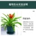 鸿运当头盆栽四季花卉小红星绿花盆景水养植物室内净化空气