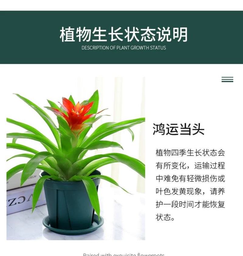 鸿运当头盆栽四季花卉小红星绿花盆景水养植物室内净化空气
