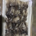 鸟贝，刺身紫鸟贝鸟贝托盘鸟贝鸟贝切片