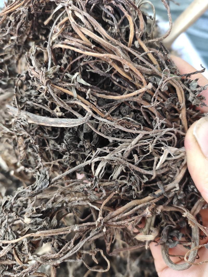 野生马齿笕马齿菜马齿苋干整株发货，药用老水货一手货源