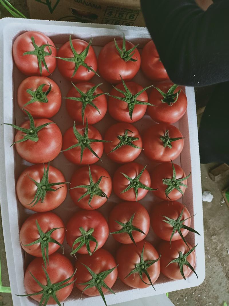 西红柿，连云港东海桃林硬粉西红柿，弧三以上，诚信服务