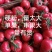 西红柿，连云港东海桃林硬粉西红柿，弧三以上，诚信服务