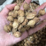 香砂大料香砂保庆药业批发香砂实物拍摄