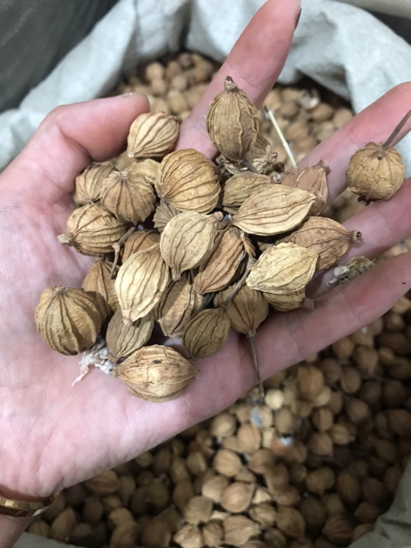 香砂大料香砂保庆药业批发香砂实物拍摄