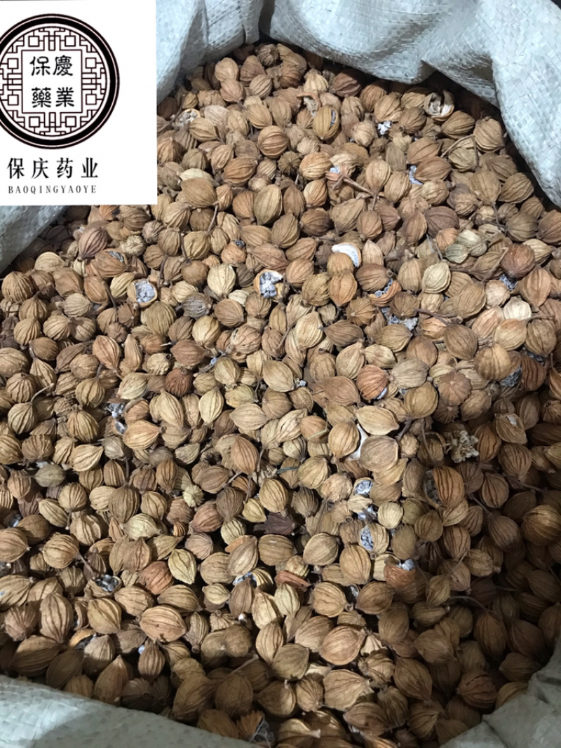 香砂大料香砂保庆药业批发香砂实物拍摄