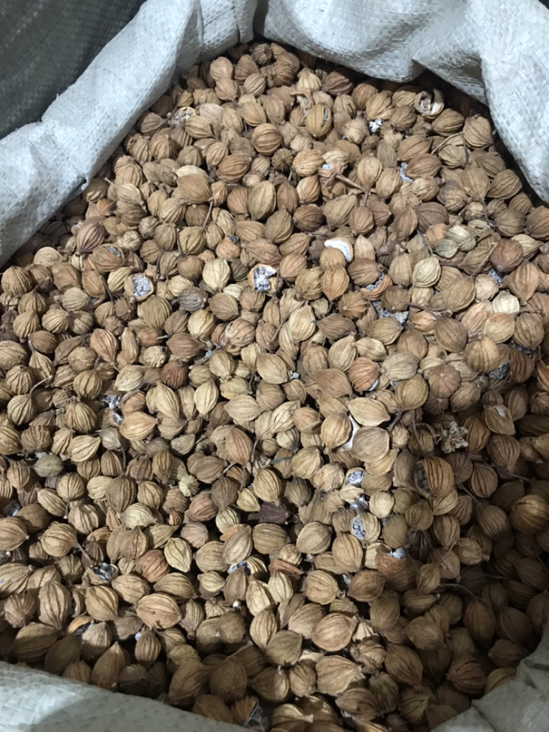 香砂大料香砂保庆药业批发香砂实物拍摄