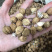 香砂大料香砂保庆药业批发香砂实物拍摄