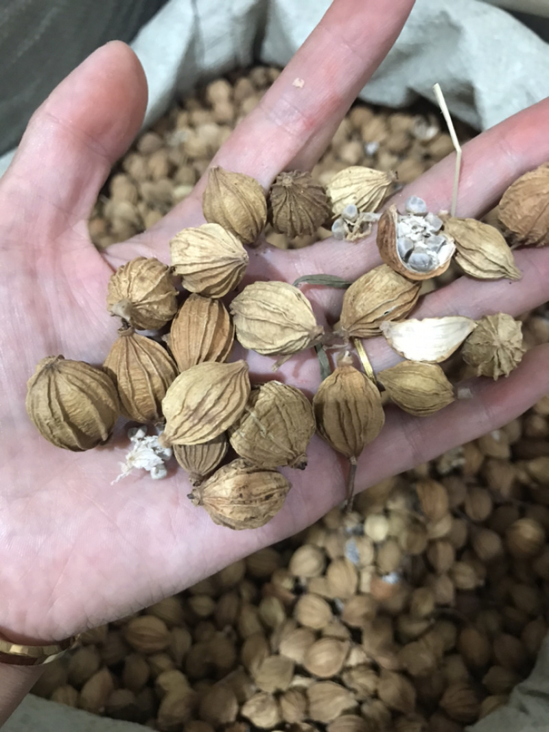 香砂大料香砂保庆药业批发香砂实物拍摄