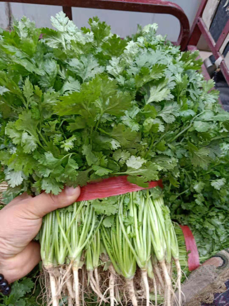 河南大叶香菜，稳定供货基地直供代发全国价格实惠